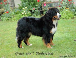 grace-van--t-stokerybos.jpg